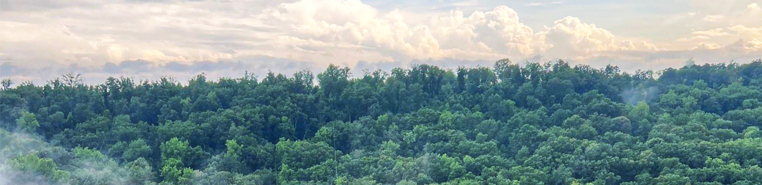 View of Lake Guntersville State Park from the Zip Line Tower. Contact us